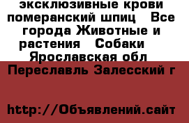 эксклюзивные крови-померанский шпиц - Все города Животные и растения » Собаки   . Ярославская обл.,Переславль-Залесский г.